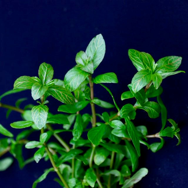 Hygrophila roseanerva in pot